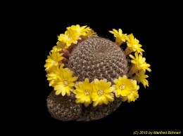 Sulcorebutia breviflora v. haseltonii L315 2150